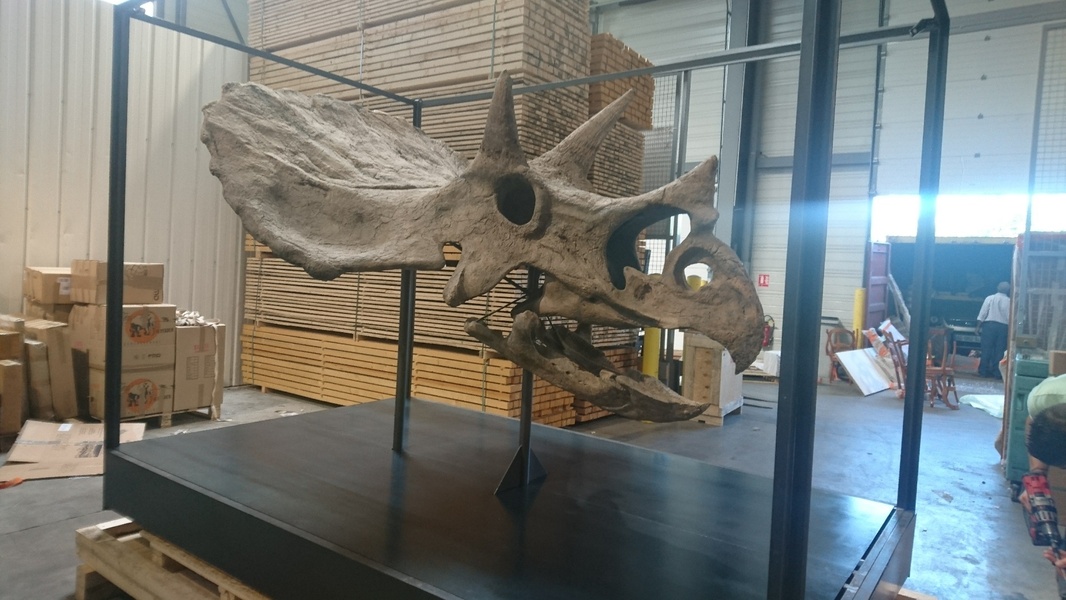 Emballage Galerie - Musée - Caisse Triceratops